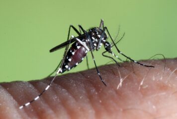 Los mosquitos adelantan su llegada y obligan a reforzar los planes de prevención y control de plagas