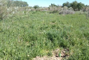 Tot-Net contribuye a la reforestación con la plantación de 60 árboles en la Reserva Natural de los Galachos