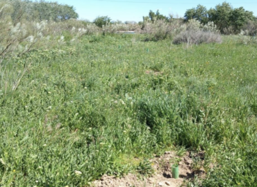 Tot-Net contribuye a la reforestación con la plantación de 60 árboles en la Reserva Natural de los Galachos