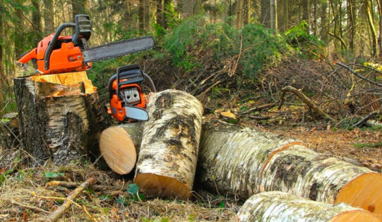 Poda de árboles: cómo elegir la mejor técnica para tu jardín