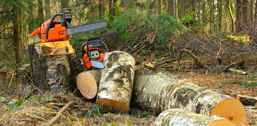 Poda de árboles: cómo elegir la mejor técnica para tu jardín