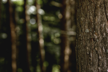 Grup Boix alerta sobre el riesgo de incendios y reivindica la gestión forestal con la llegada del invierno