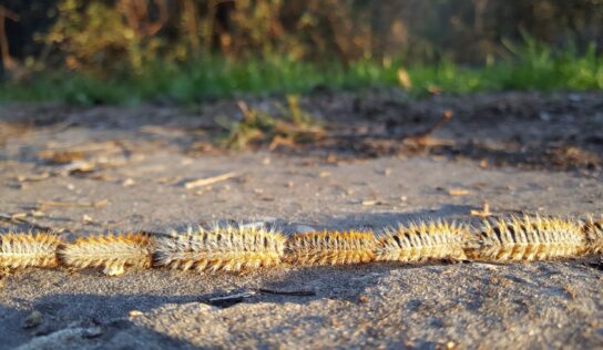 El viento dispara la alerta por procesionaria: veterinarios atienden cada vez más casos en perros tras los últimos temporales